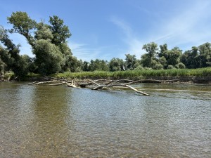 img_4687.jpeg